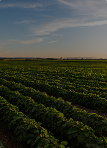 Platforma B2B dla Agrimpex Sp. z o.o.