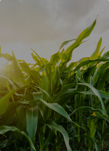 Multiportal Agropolska.pl